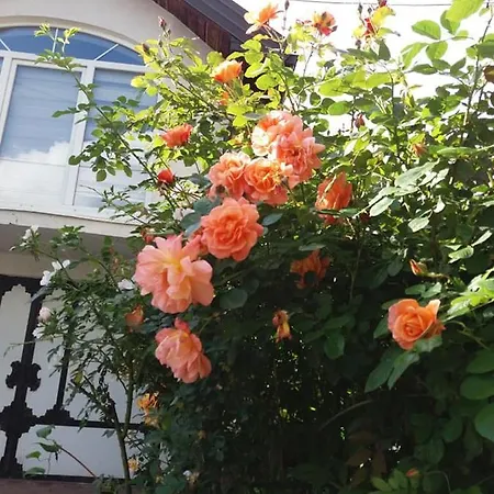 Art Apartment Kakanj